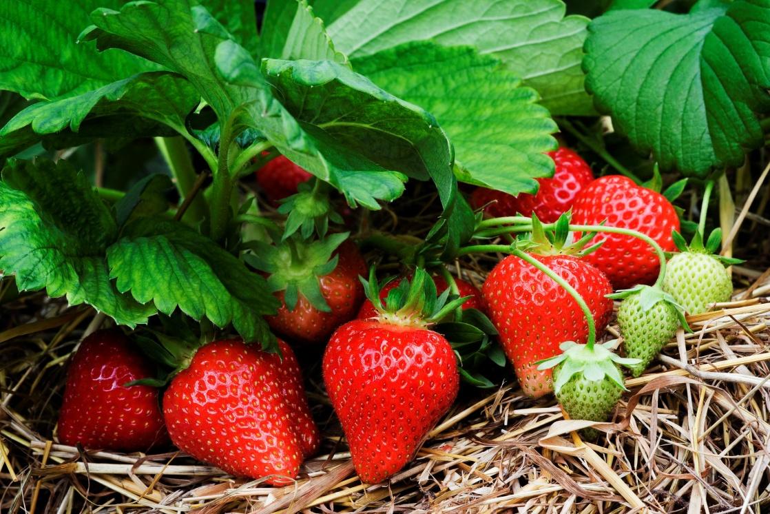 Вкусовые сочетания. С чем сочетается клубника?